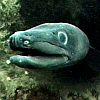 umamebof's Avatar