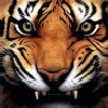 iraqehepy's Avatar