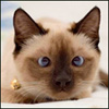 orosuz's Avatar