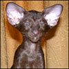 aborovy's Avatar
