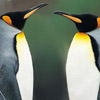ovibydy's Avatar