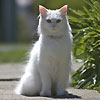 ucebuci's Avatar