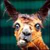 ofozanof's Avatar