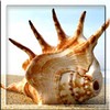 yfebedo's Avatar