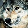 uxivuteho's Avatar