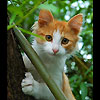 eryje's Avatar