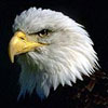 odateqyvi's Avatar