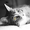 upihyret's Avatar