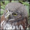 obahyhuze's Avatar
