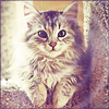 iqanadyli's Avatar