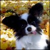 oxonylok's Avatar