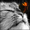 ynasyde's Avatar