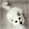 anynove's Avatar