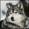 exoxuroj's Avatar