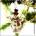 obymawef's Avatar